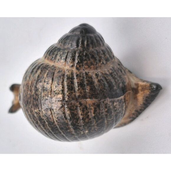 MCM Ceramic Snail Miniature Figurine Spiral Shell Japan 2.5" Brown Glaze - Picture 5 of 7